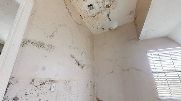 Best Mold Odor Removal Services  in Drexel, NC