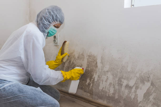 Best Asbestos and Lead Testing During Mold Inspection  in Drexel, NC