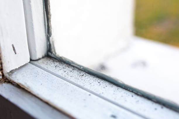 Best Emergency Mold Remediation  in Drexel, NC