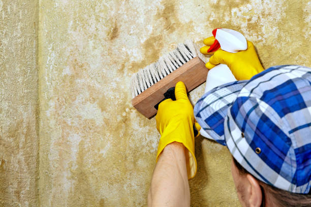 Best Post-Construction Mold Inspection  in Drexel, NC
