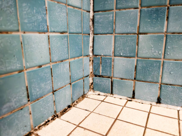 Best Airborne Mold Testing  in Drexel, NC