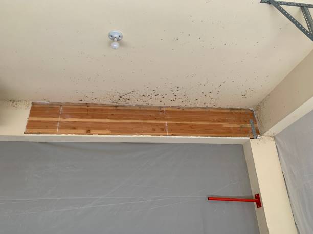 Best Attic Mold Removal  in Drexel, NC