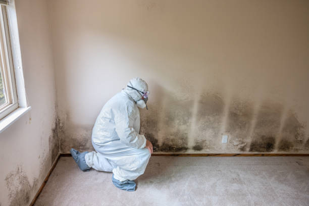 Best Mold Remediation for Healthcare Facilities  in Drexel, NC