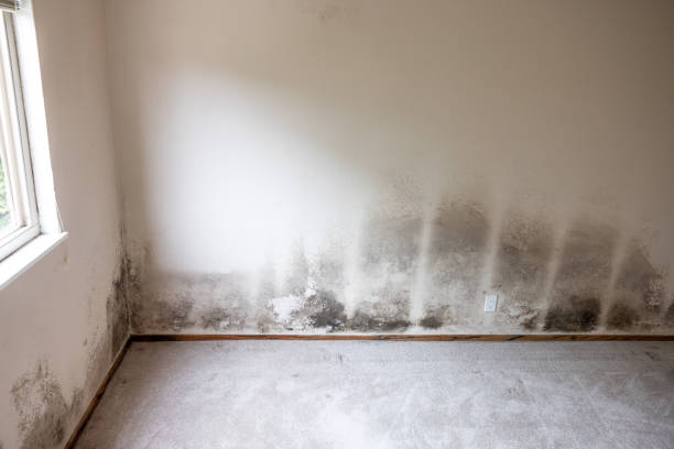 Best Commercial Mold Inspection  in Drexel, NC