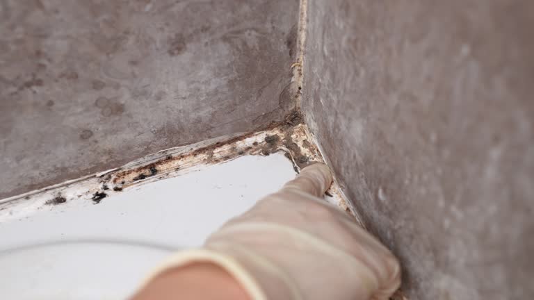 Trusted Drexel, NC Mold Removal Experts